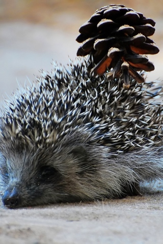 Hedgehog With Pine Cone wallpaper 320x480