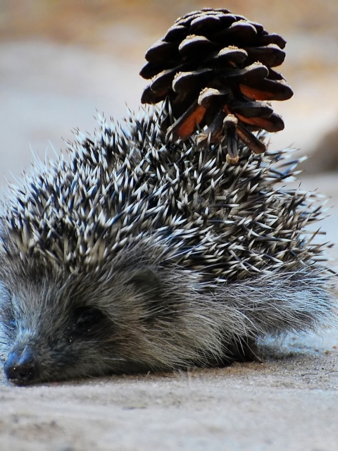 Hedgehog With Pine Cone wallpaper 480x640