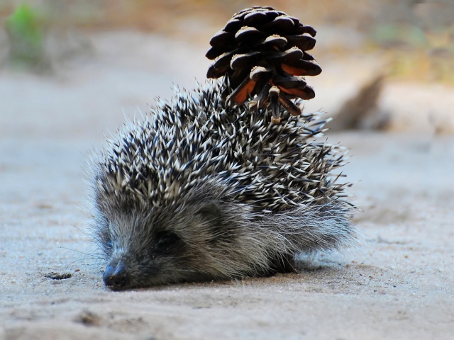 Hedgehog With Pine Cone wallpaper 640x480