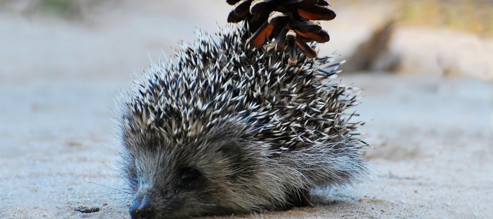 Das Hedgehog With Pine Cone Wallpaper 720x320