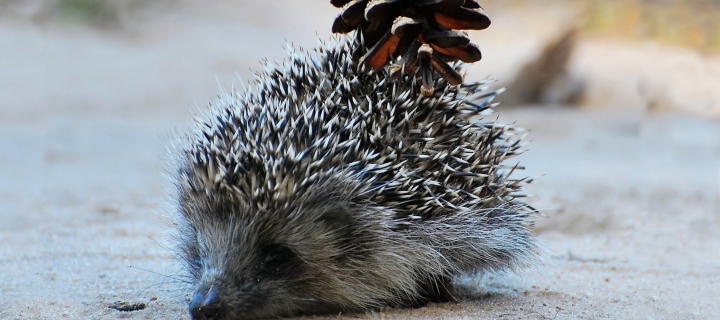 Screenshot №1 pro téma Hedgehog With Pine Cone 720x320