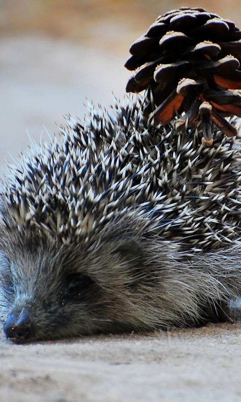 Hedgehog With Pine Cone wallpaper 768x1280