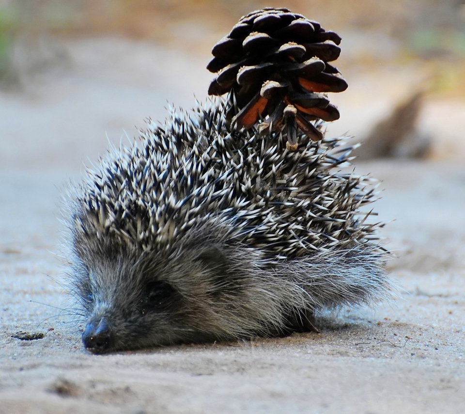 Das Hedgehog With Pine Cone Wallpaper 960x854