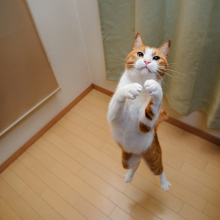 Jumping Cat sfondi gratuiti per iPad mini