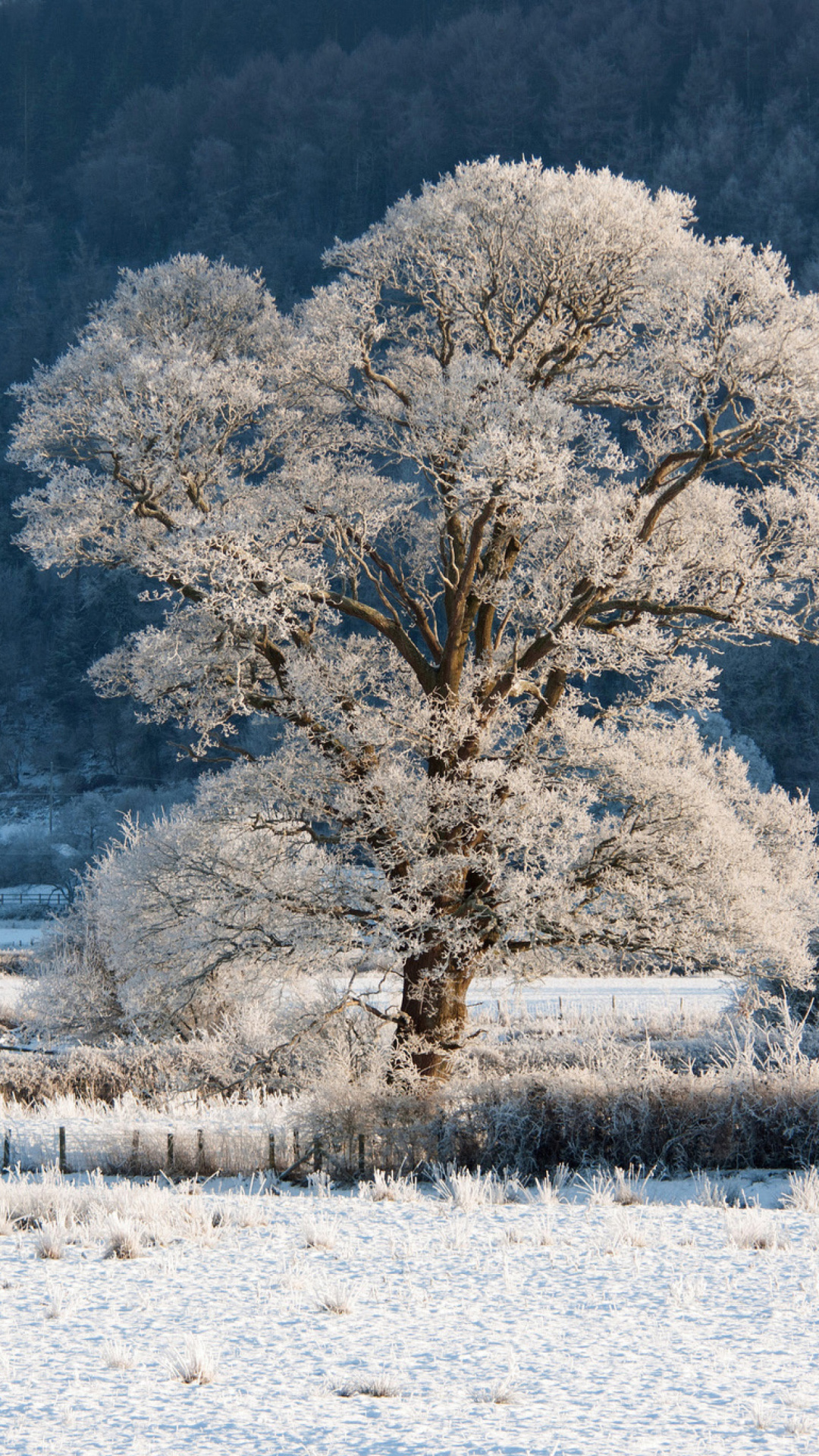 Fondo de pantalla Hill in Snow 1080x1920