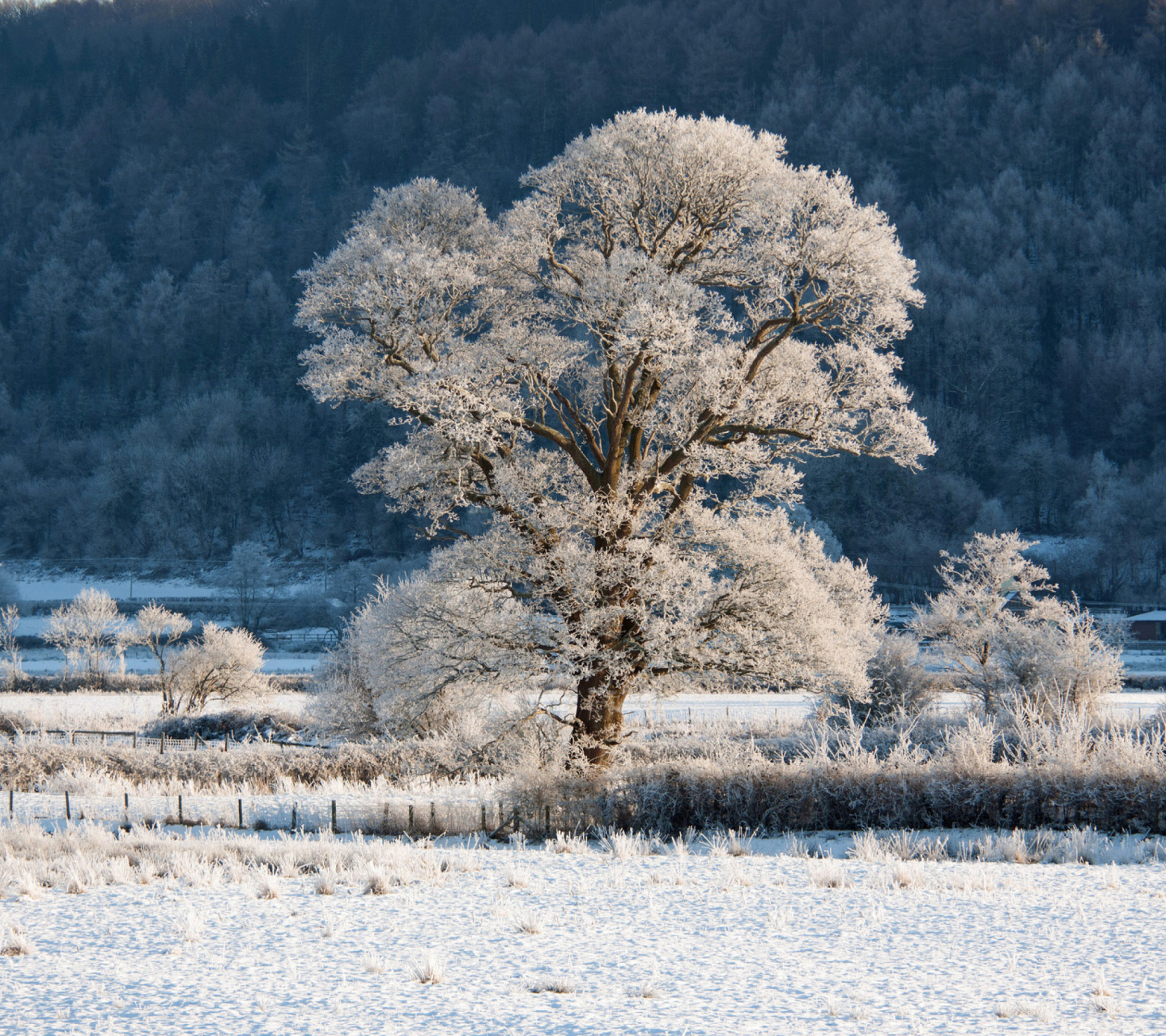 Das Hill in Snow Wallpaper 1440x1280