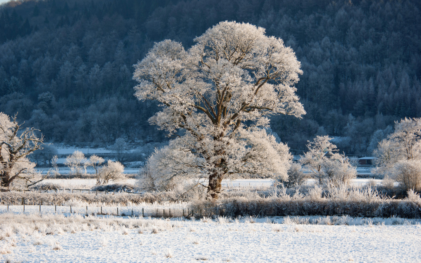 Screenshot №1 pro téma Hill in Snow 1440x900