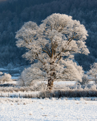 Hill in Snow - Obrázkek zdarma pro 240x320