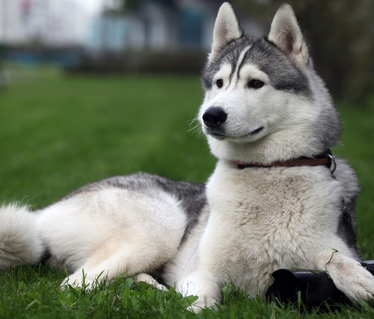 Обои Siberian Husky 1200x1024