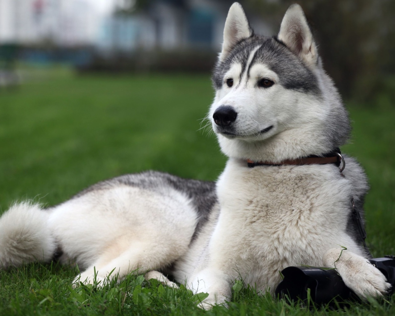 Siberian Husky wallpaper 1280x1024