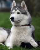 Siberian Husky screenshot #1 128x160