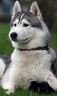 Siberian Husky screenshot #1 240x400