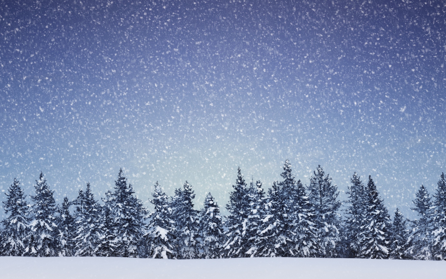 Das Winter Forest Wallpaper 1440x900