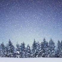 Das Winter Forest Wallpaper 208x208