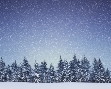 Winter Forest wallpaper 220x176