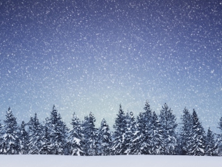 Das Winter Forest Wallpaper 320x240