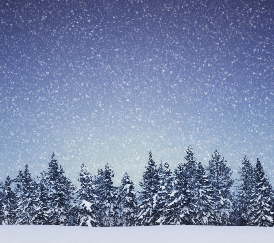 Das Winter Forest Wallpaper 960x854