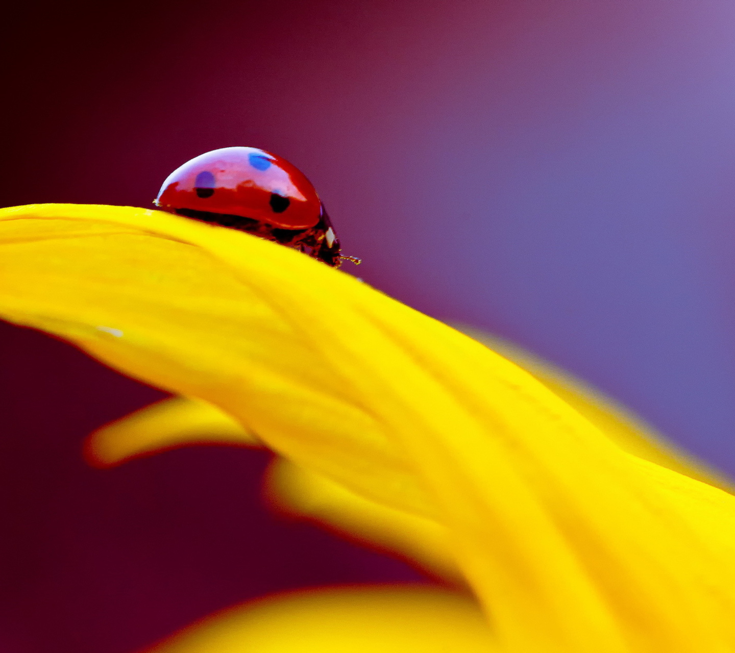 Red And Yellow wallpaper 1440x1280