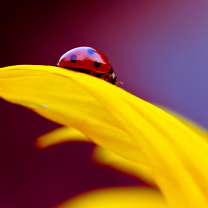 Red And Yellow wallpaper 208x208