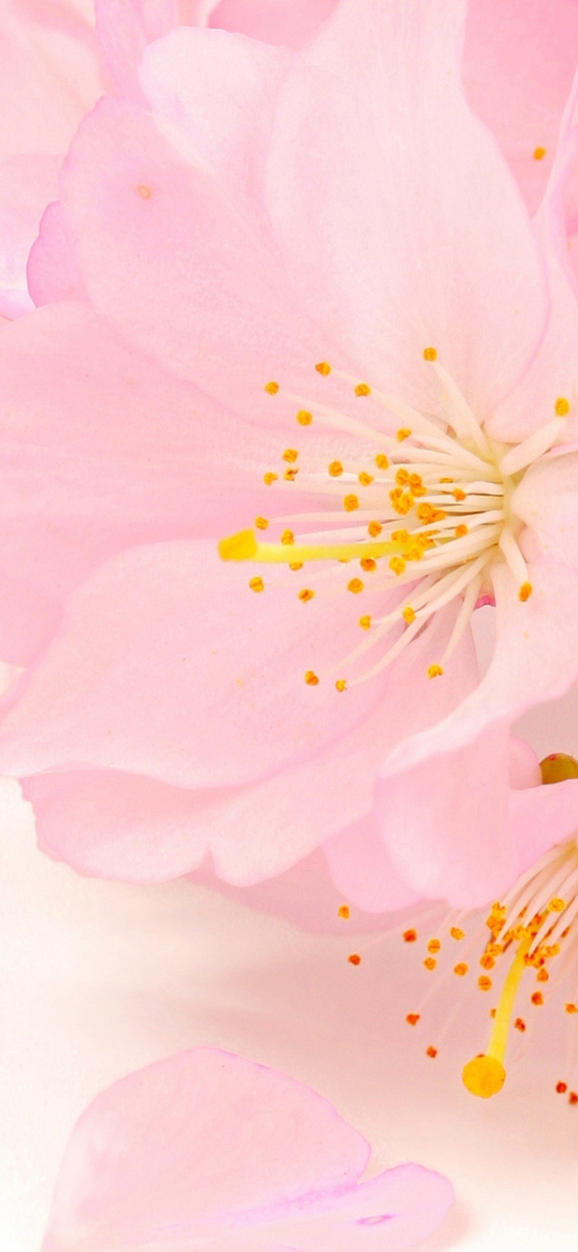 Das Spring Pink Blossoms Wallpaper 1170x2532