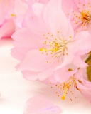 Screenshot №1 pro téma Spring Pink Blossoms 128x160