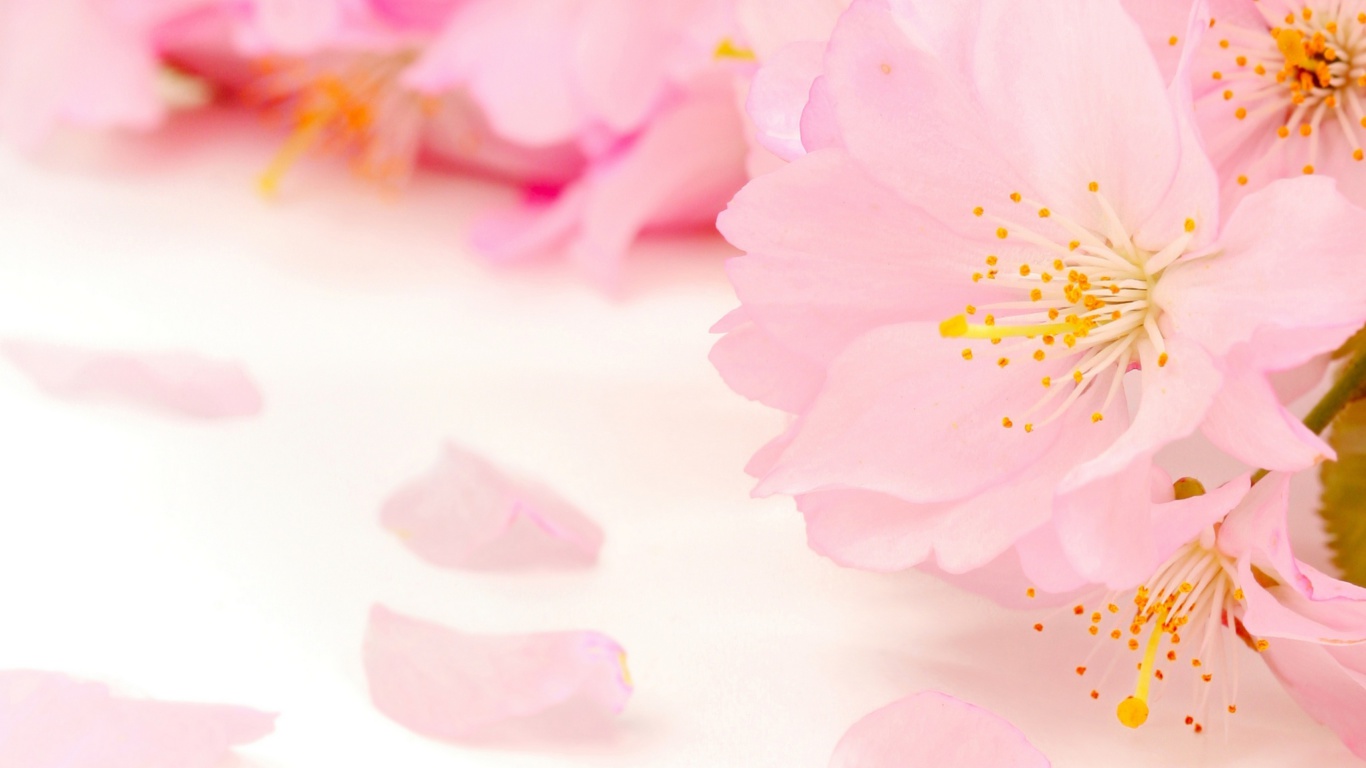 Spring Pink Blossoms wallpaper 1366x768