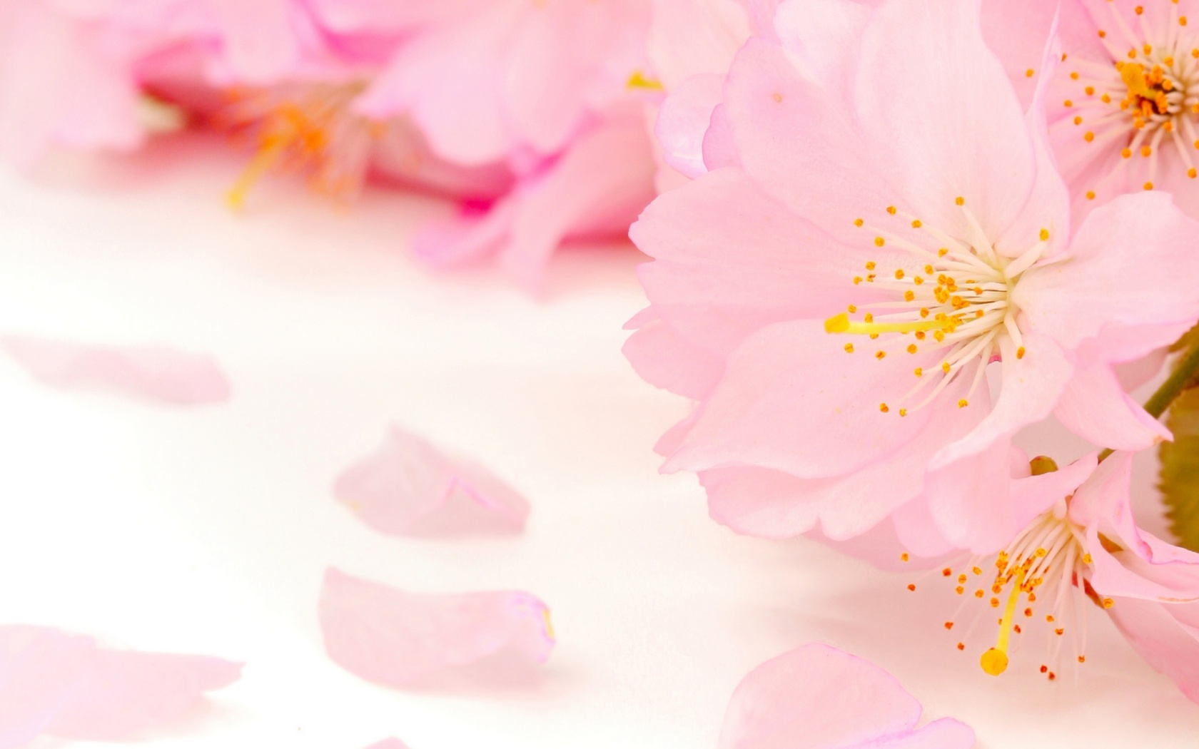 Das Spring Pink Blossoms Wallpaper 1680x1050