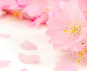 Spring Pink Blossoms screenshot #1 176x144