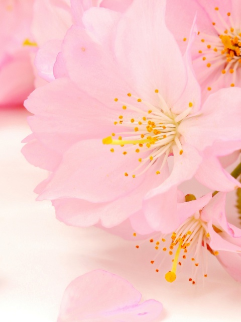 Spring Pink Blossoms wallpaper 480x640