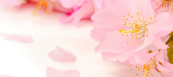 Das Spring Pink Blossoms Wallpaper 720x320