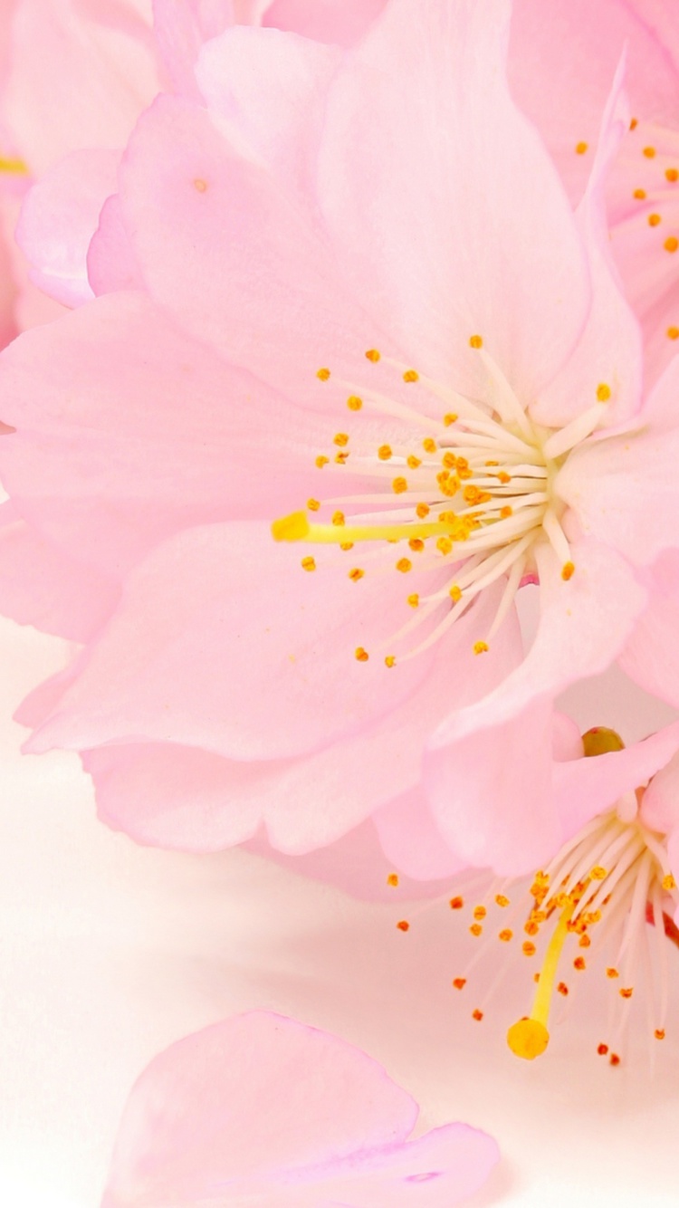 Spring Pink Blossoms screenshot #1 750x1334