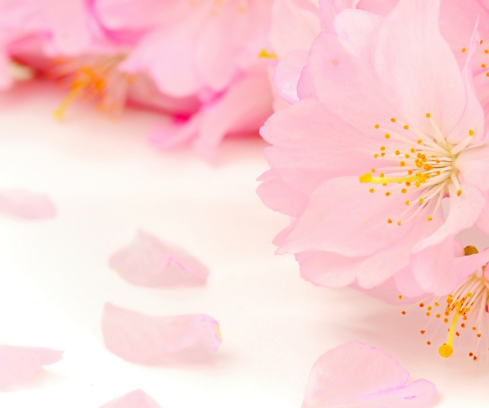 Das Spring Pink Blossoms Wallpaper 960x800