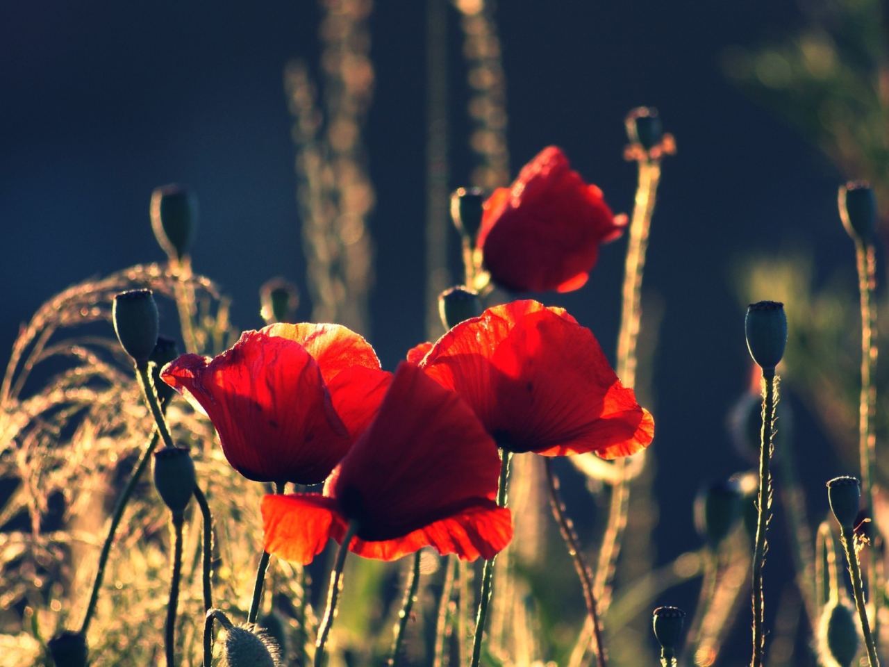 Red Poppies wallpaper 1280x960