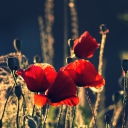 Red Poppies wallpaper 128x128