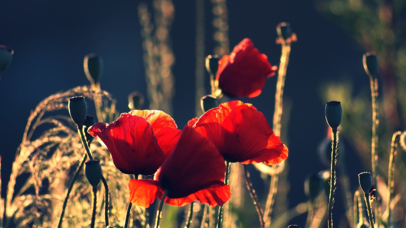 Red Poppies wallpaper 1366x768