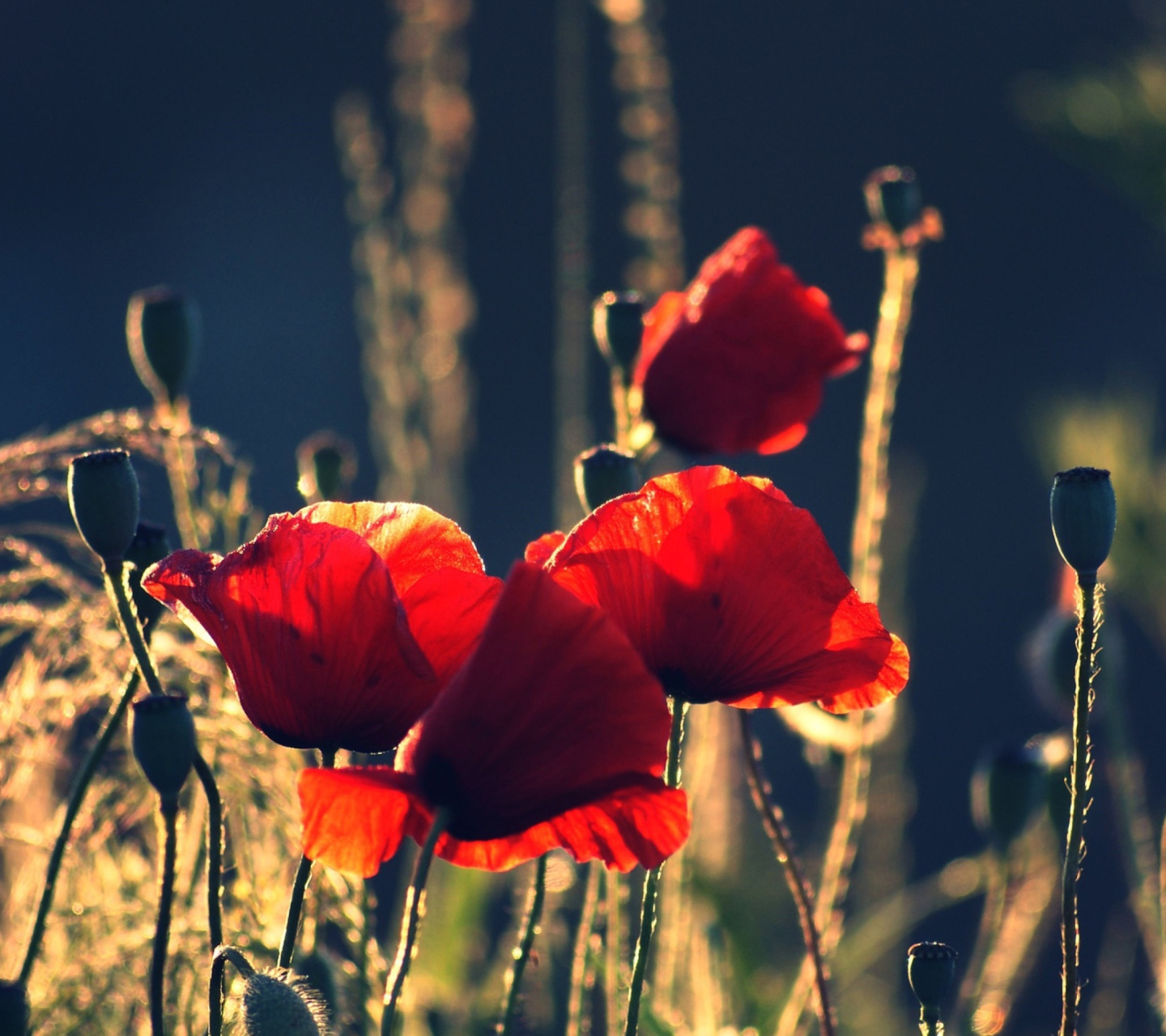 Red Poppies wallpaper 1440x1280