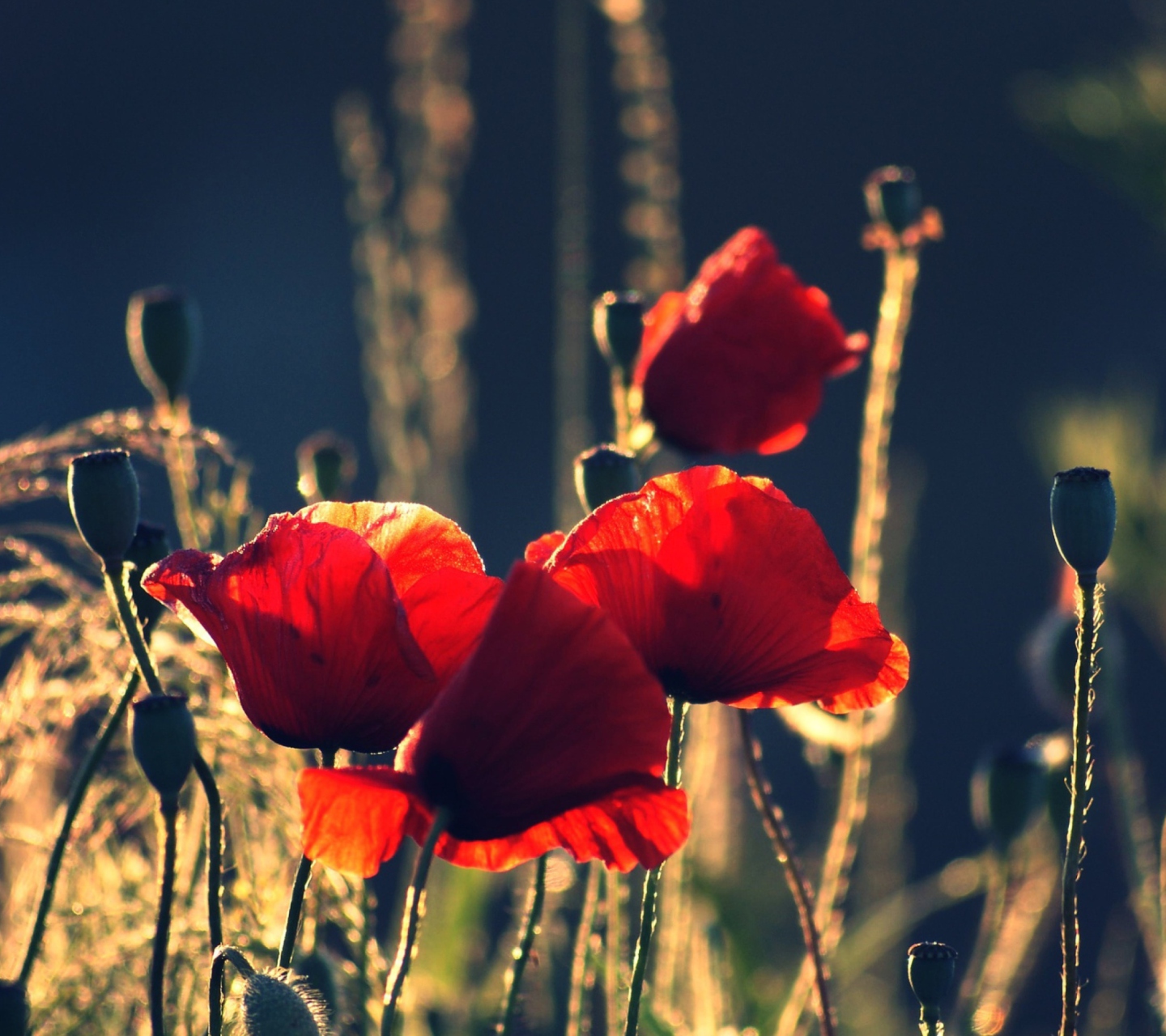 Fondo de pantalla Red Poppies 1440x1280