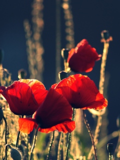 Das Red Poppies Wallpaper 240x320