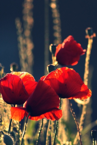 Red Poppies wallpaper 320x480