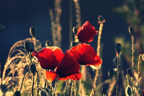 Red Poppies wallpaper 480x320