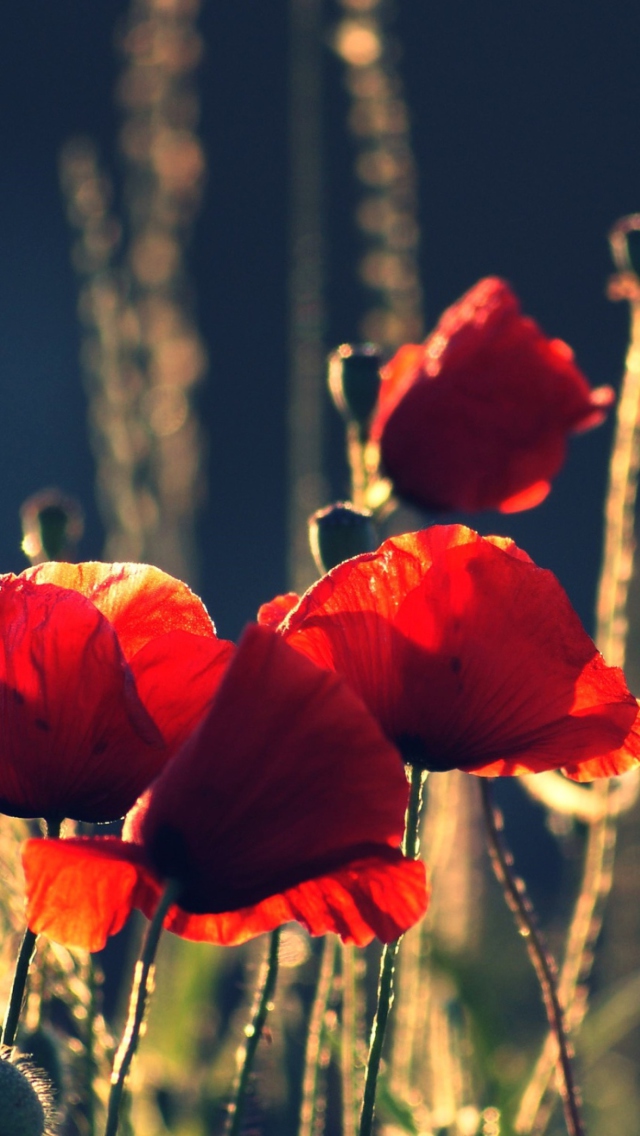 Sfondi Red Poppies 640x1136