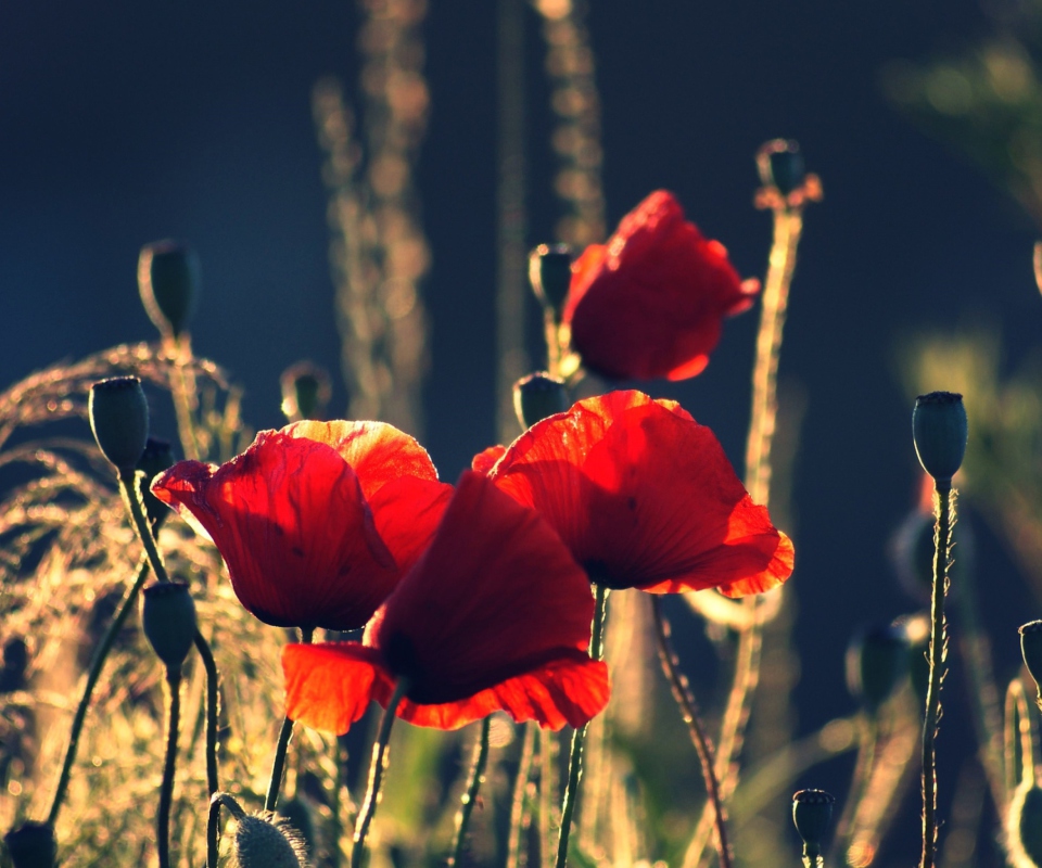 Red Poppies wallpaper 960x800