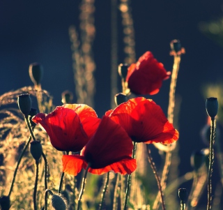 Red Poppies - Obrázkek zdarma pro iPad mini