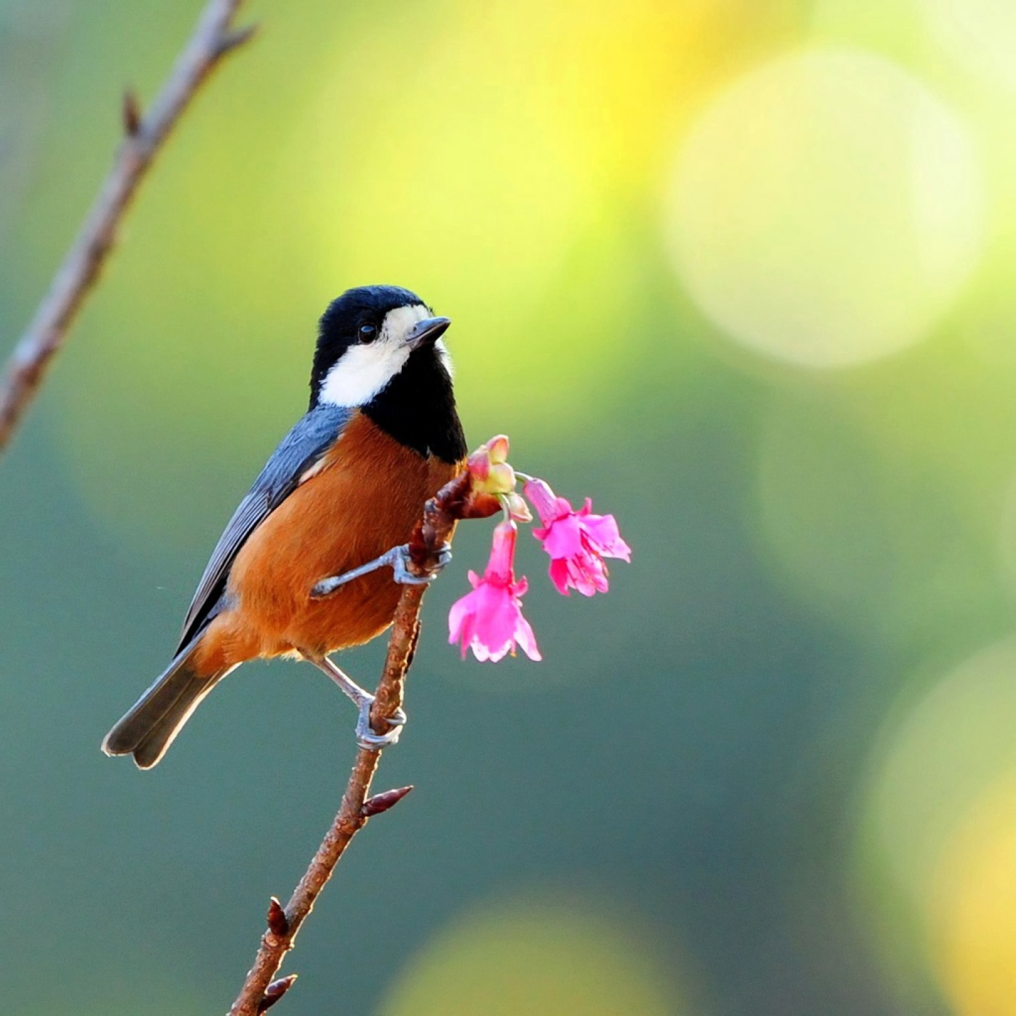 Beautiful Bird wallpaper 2048x2048