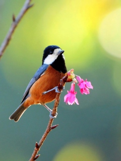 Beautiful Bird wallpaper 240x320