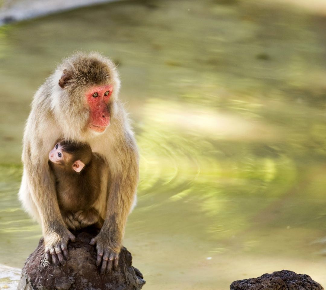 Обои Feeding monkeys in Phuket 1080x960