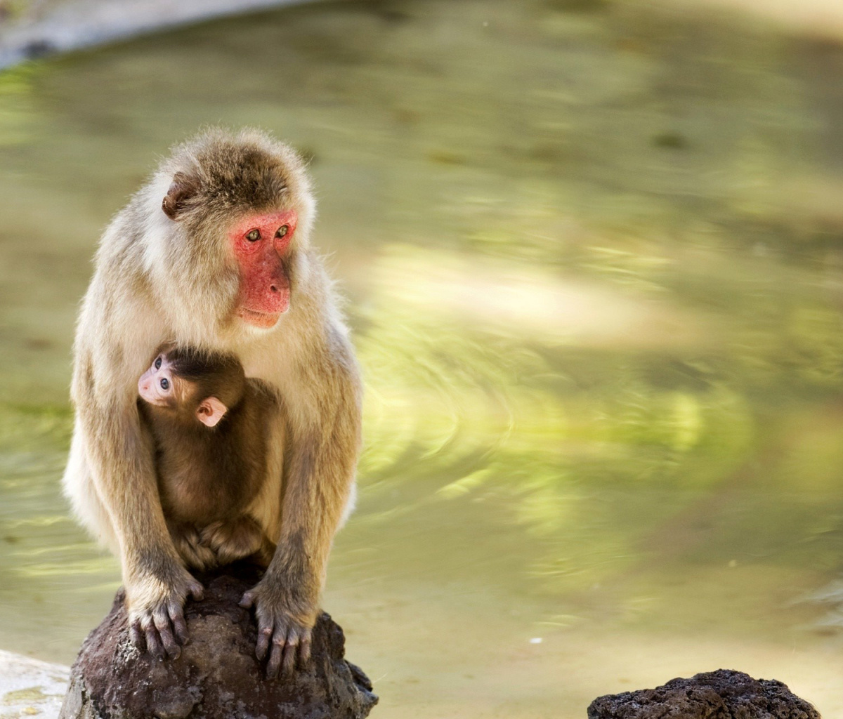 Fondo de pantalla Feeding monkeys in Phuket 1200x1024