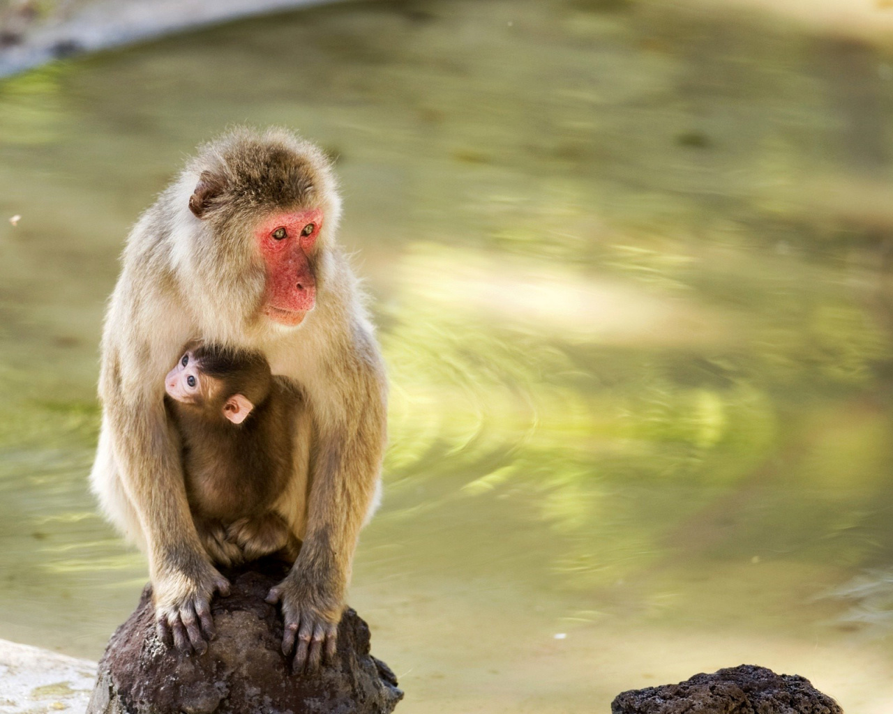 Обои Feeding monkeys in Phuket 1280x1024