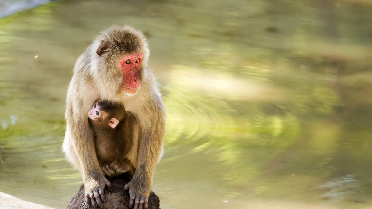 Fondo de pantalla Feeding monkeys in Phuket 1280x720