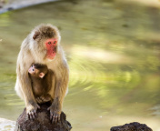 Fondo de pantalla Feeding monkeys in Phuket 176x144